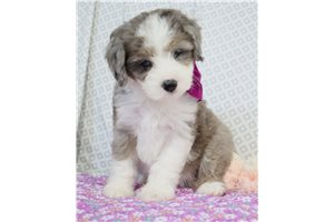 Paisley - Sheepadoodle for sale