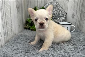 Fluffy Daniel - puppy for sale