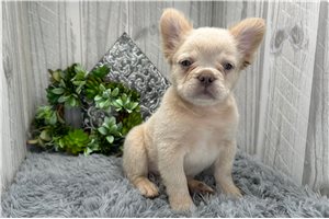 Fluffy Tanner - puppy for sale