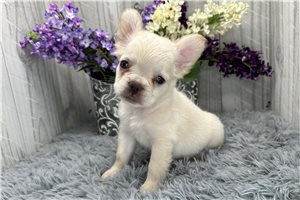 Fluffy Delilah - puppy for sale
