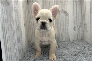 Slink - French Bulldog for sale