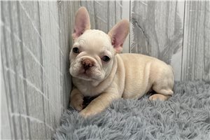 Diana - French Bulldog for sale