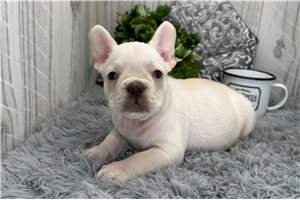 Dylan - French Bulldog for sale