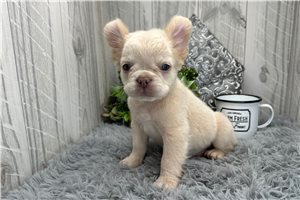Fluffy Titus - French Bulldog for sale