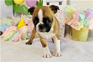Violet - Boston Terrier for sale