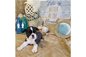 Lyle - Boston Terrier for sale