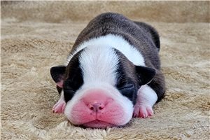 Joie - Boston Terrier for sale
