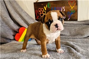 Patrick - Boston Terrier for sale