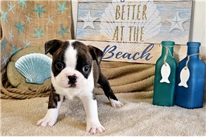 Jobie - Boston Terrier for sale