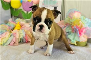 Vivian - Boston Terrier for sale