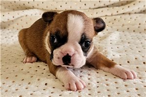 Paisley - Boston Terrier for sale