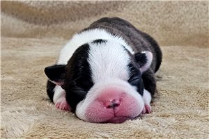 Jira - Boston Terrier for sale