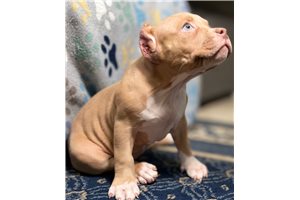Kylie - American Bully for sale