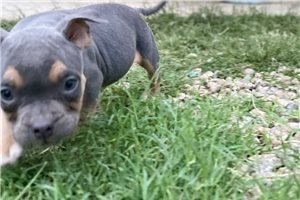 Stacey - American Bully for sale
