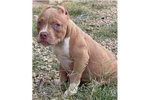 Kylie - American Bully for sale