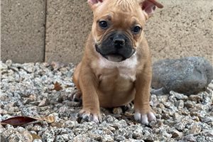 Rose - American Bully for sale
