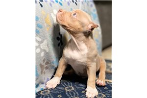 Kayla - American Bully for sale