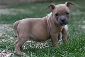 Serenity - American Bully for sale