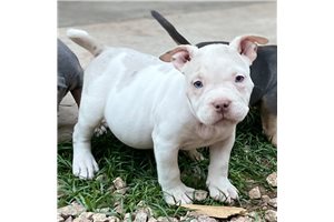 Steele - American Bully for sale