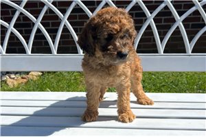 Vance - puppy for sale