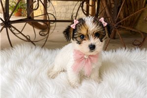 Lottie Belle - puppy for sale