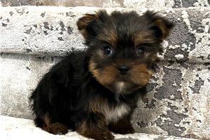 Cami - Yorkshire Terrier - Yorkie for sale