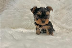 TeeJay - Yorkshire Terrier - Yorkie for sale