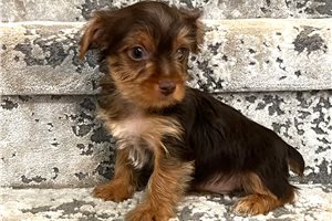 Shay - Yorkshire Terrier - Yorkie for sale