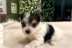 Wishbone - Yorkshire Terrier - Yorkie for sale