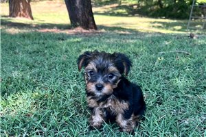 Abe - Yorkshire Terrier - Yorkie for sale