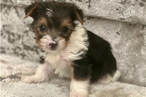 Dex - puppy for sale