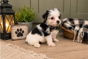 Bandit - Yorkshire Terrier - Yorkie for sale