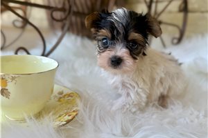 Tuxx - Yorkshire Terrier - Yorkie for sale