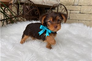Harlow Bleu - puppy for sale