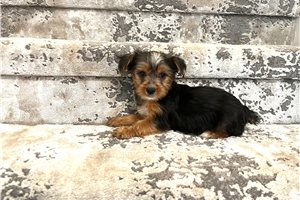 Katy - Yorkshire Terrier - Yorkie for sale