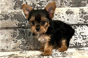 Kay Kay - Yorkshire Terrier - Yorkie for sale