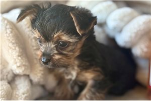 Jackson - puppy for sale