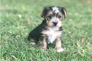 Boomer - Yorkshire Terrier - Yorkie for sale