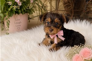 Willow Rose - Yorkshire Terrier - Yorkie for sale