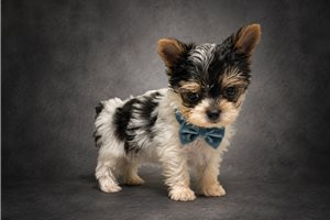 Princeton Bleu - Yorkshire Terrier - Yorkie for sale