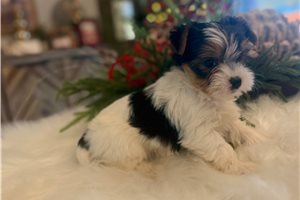 Chassie - Yorkshire Terrier - Yorkie for sale