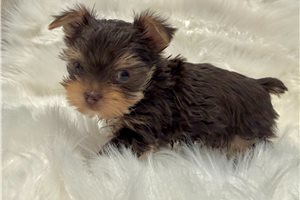 Beckham Roux - Yorkshire Terrier - Yorkie for sale