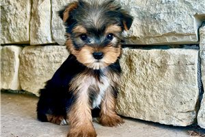 Titan - Yorkshire Terrier - Yorkie for sale
