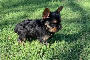 Tally - Yorkshire Terrier - Yorkie for sale