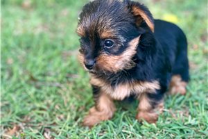 Fanny - Yorkshire Terrier - Yorkie for sale