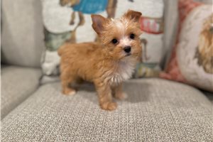 Bennet - Yorkshire Terrier - Yorkie for sale