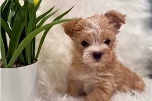 Beau - Yorkshire Terrier - Yorkie for sale