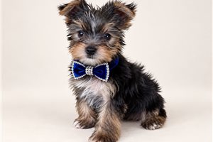 Baxter Bleu - Yorkie for sale
