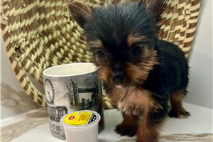 Shaylee - Yorkshire Terrier - Yorkie for sale