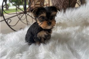 Beou - puppy for sale